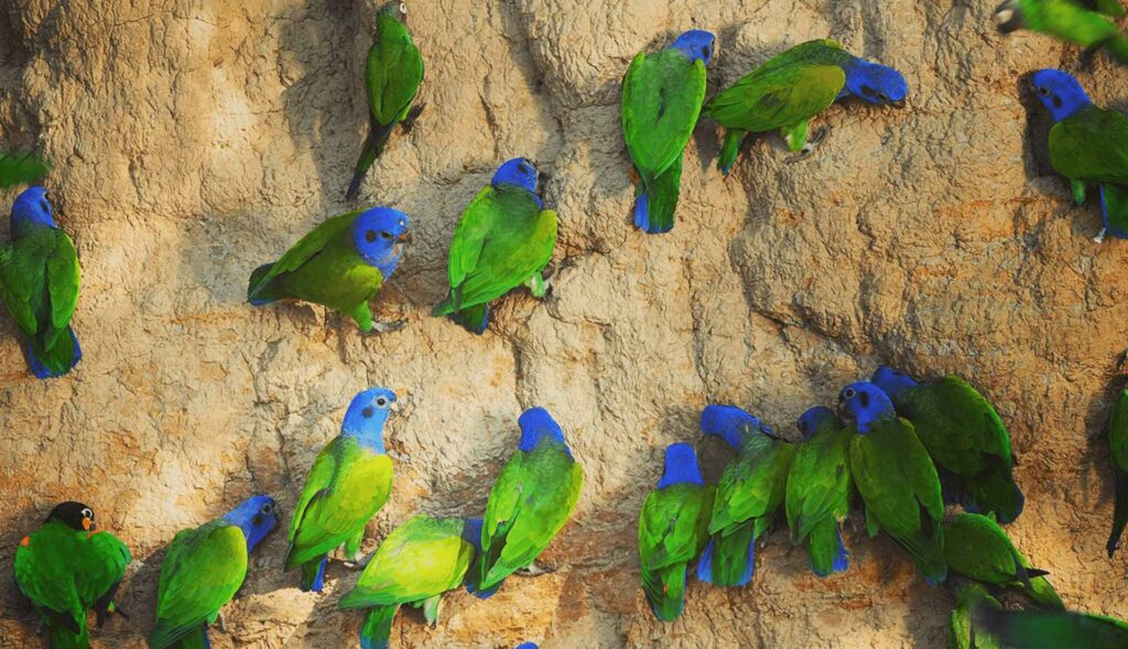 Collpa de Loros La cachuela