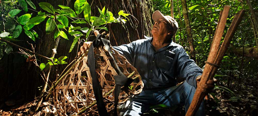 The Shiwi Chestnut Route